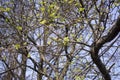 the first birch leaves sprang from the buds