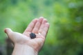 First blackberries of summer Royalty Free Stock Photo