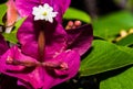 First Bloom of Beautiful Bougainvillea Flower Royalty Free Stock Photo