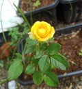 First Bloom of Young Yellow Rose Plant Royalty Free Stock Photo