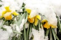 First Blooming blossom flower daffodil under a snow in spring. Abnormal weather