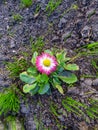 The first blooming pink daisy flower, in early spring