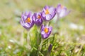 First blooming purple spring crocus in grass meadow, Austria Royalty Free Stock Photo