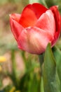 The first blooming red tulip bud in a spring flower bed. Royalty Free Stock Photo