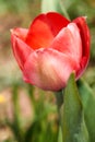 The first blooming red tulip bud in a spring flower bed Royalty Free Stock Photo