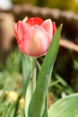 The first blooming red tulip bud in a spring flower bed. Royalty Free Stock Photo
