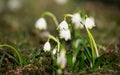 The First Blooming Spring Snowflakes.