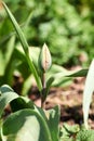 The first blooming yellow tulip bud in a spring flower bed. Royalty Free Stock Photo