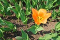 First blossomed orange tulip flower on the flower bed among other closed tulip buds Royalty Free Stock Photo