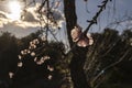 First blossoms of an almond tree