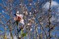 First blossoms of an almond tree