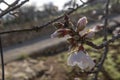 First blossoms of an almond tree