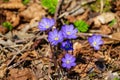 first blue flowers blooming in spring forest Royalty Free Stock Photo