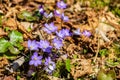first blue flowers blooming in spring forest Royalty Free Stock Photo