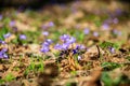 first blue flowers blooming in spring forest Royalty Free Stock Photo
