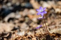 first blue flowers blooming in spring forest Royalty Free Stock Photo