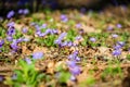 first blue flowers blooming in spring forest Royalty Free Stock Photo
