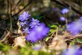first blue flowers blooming in spring forest Royalty Free Stock Photo