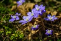 first blue flowers blooming in spring forest Royalty Free Stock Photo