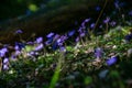 first blue flowers blooming in spring forest Royalty Free Stock Photo