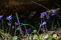 first blue flowers blooming in spring forest Royalty Free Stock Photo
