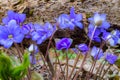 First blue flowers under a fallen tree in the forest Royalty Free Stock Photo