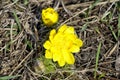 First blue spring flowers. Floral natural background. Closeup. Royalty Free Stock Photo