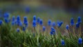 First blue spring flowers `Muscari`