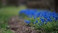 First blue spring flowers `Muscari`