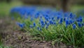 First blue spring flowers `Muscari`