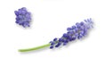 First blue spring flowers Muscari Hyacinthus isolated on white background