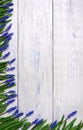 First blue springs flowers Muscari border on wooden table background