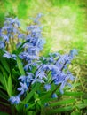 First bluebell flowers Royalty Free Stock Photo