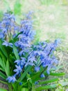First bluebell flowers Royalty Free Stock Photo