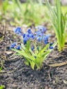 First bright blue primroses. Concept of the first spring plants, seasons, weather