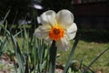 The first bright daffodil bloomed in the garden in spring