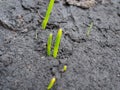 First bright green shoots appear in the spring