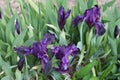 The first bright lilac irises bloomed in the spring garden