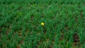 First Bright single daffodil, Narcissus flower among lots of green grass. oncept of dissimilarity and bright personality