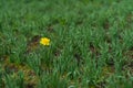 First Bright single daffodil, Narcissus flower among lots of green leaves. oncept of dissimilarity, bright personality