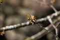 The first buds on the bransch of a tree