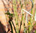 First buds at the rambler rose Papi Delbard