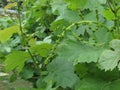 First buds on white mulberry tree Morus alba . Tuscany, Italy Royalty Free Stock Photo