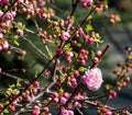 first cherry blossoms bloomed in the city garden Royalty Free Stock Photo