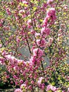 first cherry blossoms bloomed in the garden Royalty Free Stock Photo