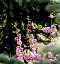 first cherry blossoms bloomed in the garden Royalty Free Stock Photo
