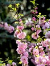 first cherry blossoms bloomed in the garden Royalty Free Stock Photo