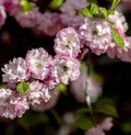 first cherry blossoms bloomed in the garden Royalty Free Stock Photo