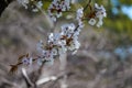 The first cherry blossoms in Kumamoto Castle under the sun Royalty Free Stock Photo