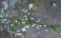 The first cherry blossoms Royalty Free Stock Photo